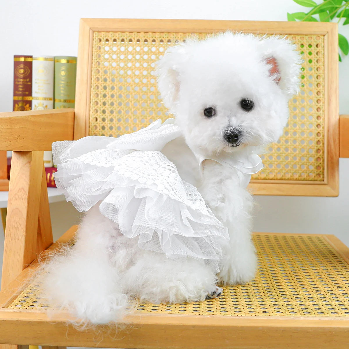 Princess Pet Wedding Dress, Bridal Party Wear