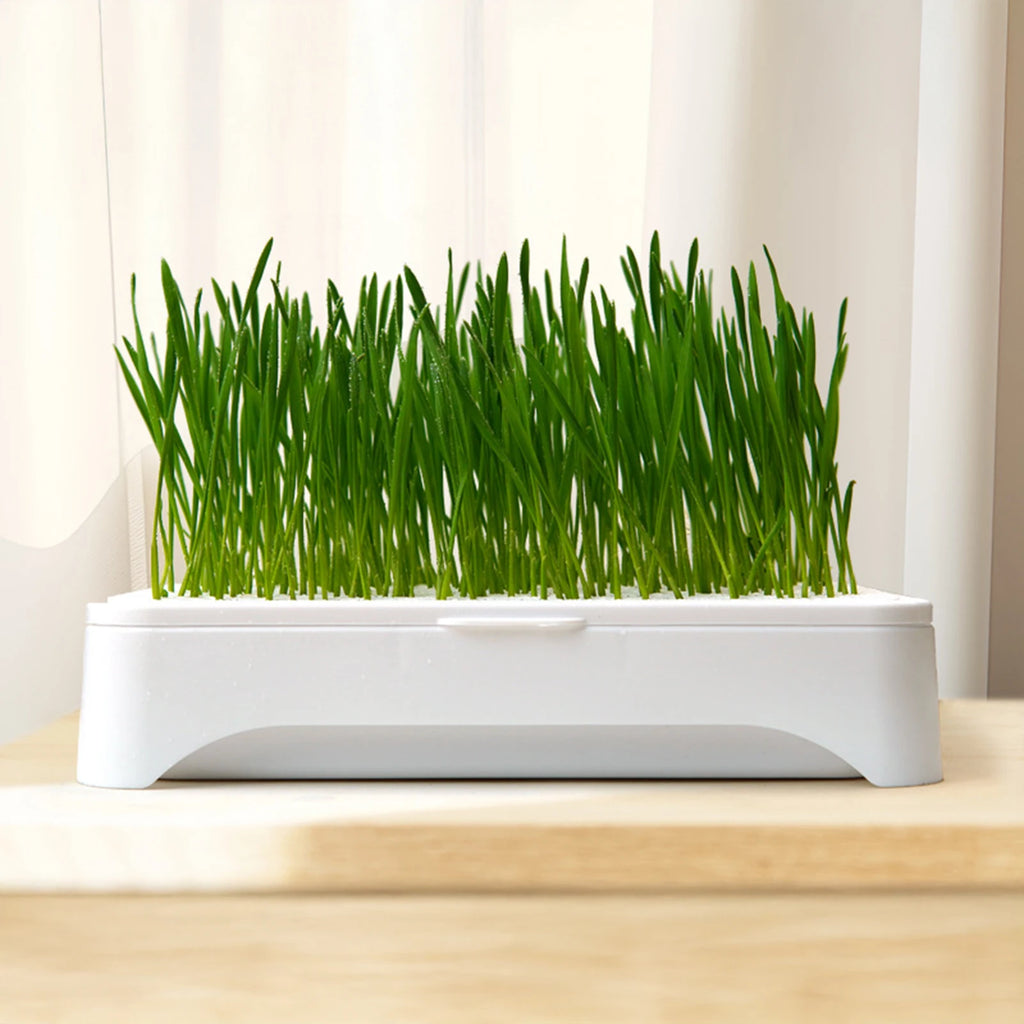 Lavabo para plantar hierba de Gato, cultivo sin suelo, maceta para plántulas de trigo, dispositivo hidropónico de hierba para gatito, maceta para plantar hortícola