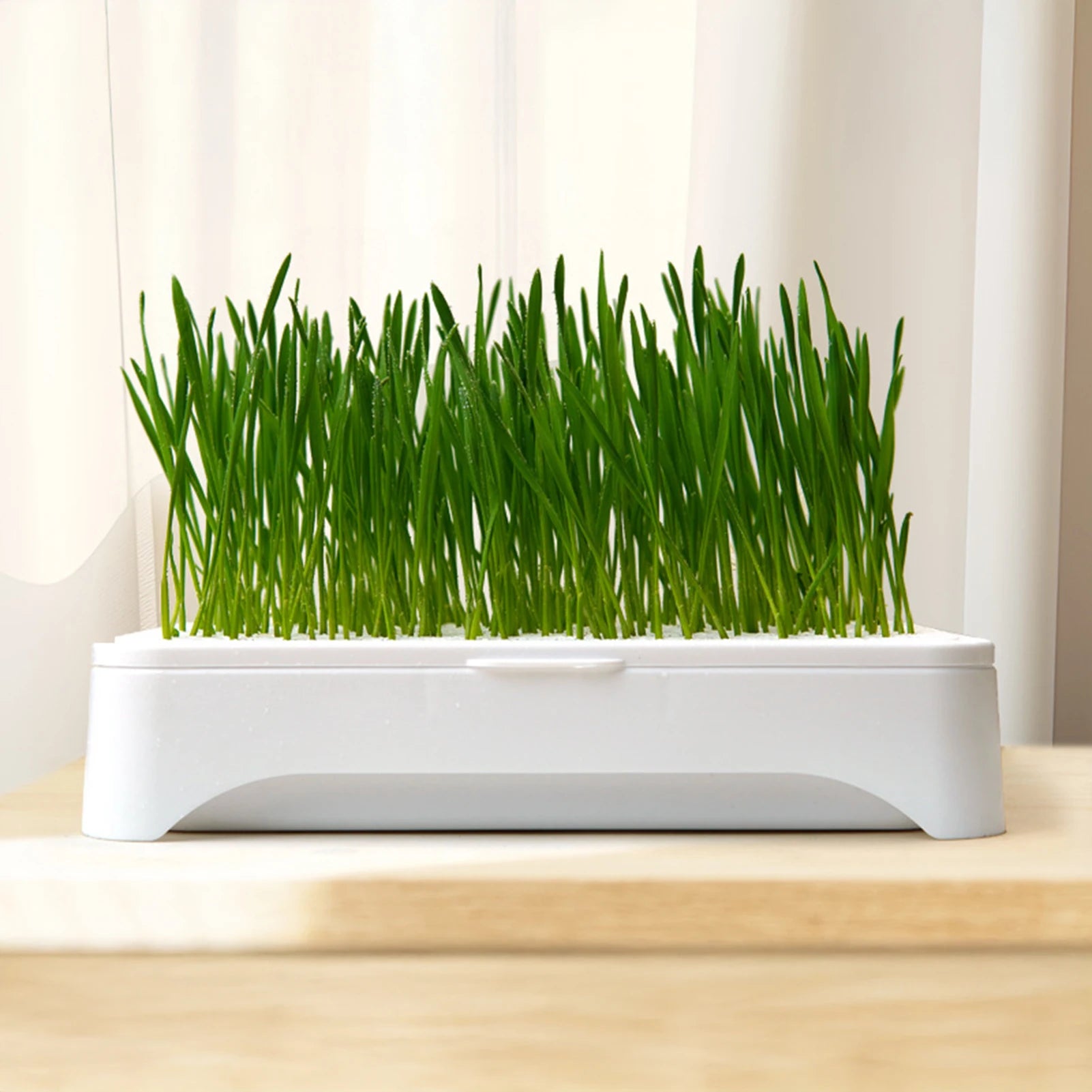 Lavabo para plantar hierba de Gato, cultivo sin suelo, maceta para plántulas de trigo, dispositivo hidropónico de hierba para gatito, maceta para plantar hortícola