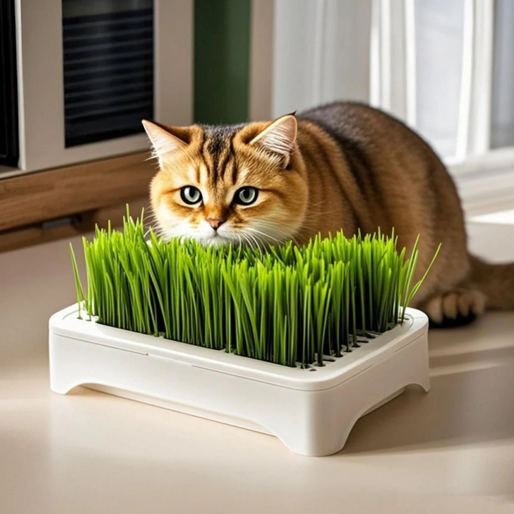 Lavabo para plantar hierba de Gato, cultivo sin suelo, maceta para plántulas de trigo, dispositivo hidropónico de hierba para gatito, maceta para plantar hortícola